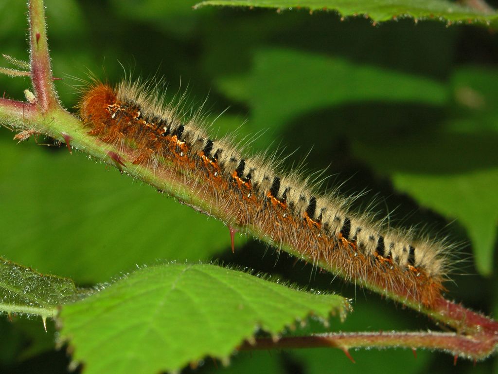 Lasiocampa quercus